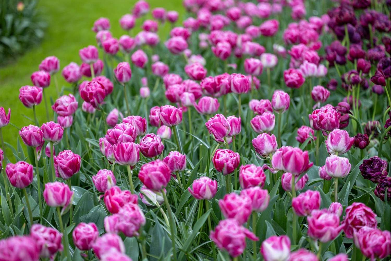Tulppaani 'Voque'